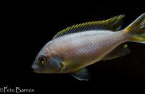 Metriaclima lanisticola 'Mazinzi Reef'